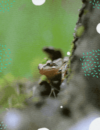 Frog Laser GIF by Black Math
