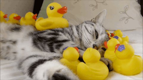 duckie GIF
