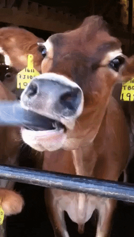 Cow Tongue GIF by AFV Pets