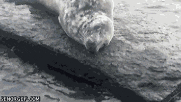 Seals Swimming GIF