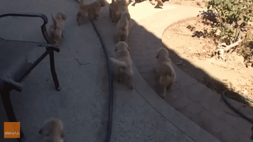 Golden Retriever Mama Can't Escape Her Playful Pups