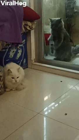 Cat Wanting Reunion Scratches at Window