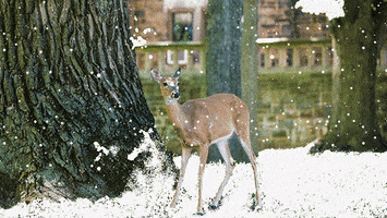 Snow Winter GIF by Lehigh University