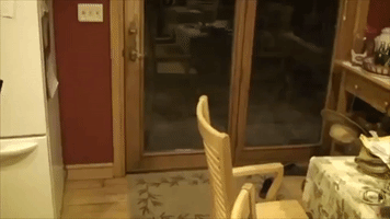 Polite Dog Lets Himself Into House