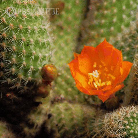 Flowers Explore GIF by Nature on PBS