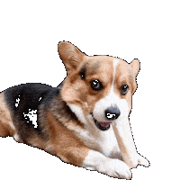 Dog Corgi Sticker