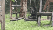 animalsasia sugar vietnam animalsasia moonbear GIF