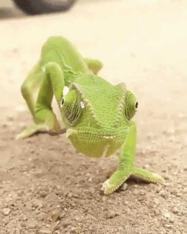 Chameleon GIF