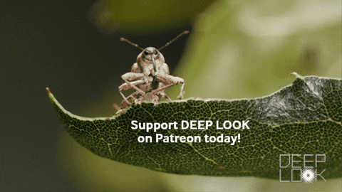 GIF by KQEDScience