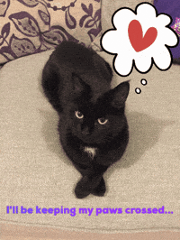 Black Cat Good Luck GIF