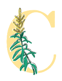 yerbaverdeflor flower flowers argentina flores Sticker