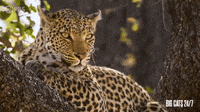 Leopard In a Tree