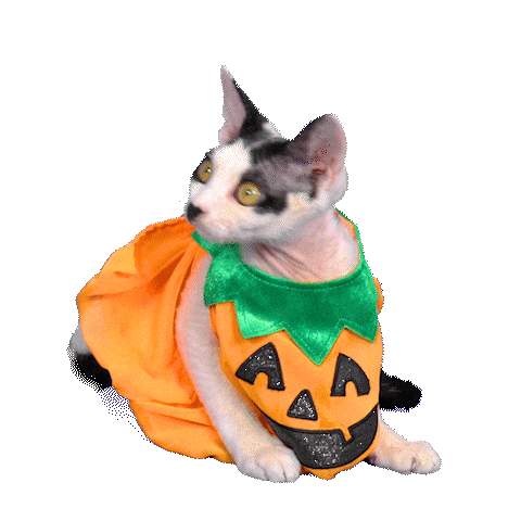 Pumpkin Patch Cat Sticker