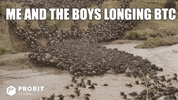Crypto Bitcoin GIF by ProBit Global
