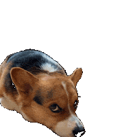 Corgi Milo Sticker
