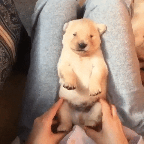 Puppy Massage GIF