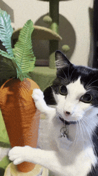 Cat Standing GIF