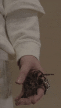 spider you should see me in a crown GIF by Interscope Records