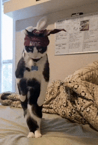 Jookincat GIF