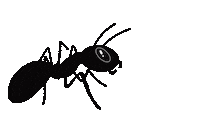 Ant Zusammen Sticker
