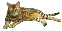 Bengal Cat Sticker by Kitty Fuchs