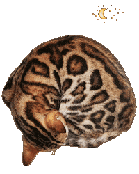 Good Night Cat Sticker by Kitty Fuchs