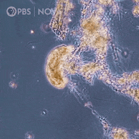 Pbs Biology GIF by WGBH Boston