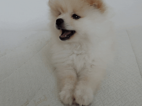 jankakopecna giphyupload GIF
