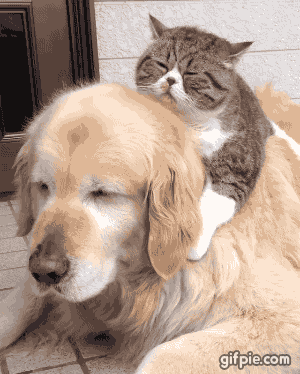 lazy GIF