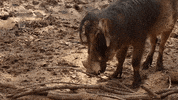 Atlanta Atl GIF by ZooATL