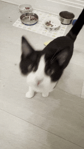 Cat GIF