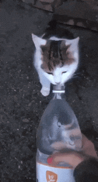 Cat Cat GIF