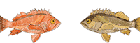 Fish Fishing Sticker by Positively Groundfish
