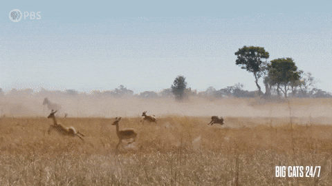 Season 2 Speed GIF by PBS