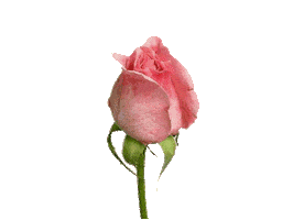 natural beauty STICKER