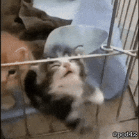 Cat Kitty GIF