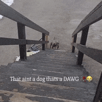 Hopping Whats Up GIF