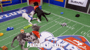 Dogs Love GIF by Puppy Bowl