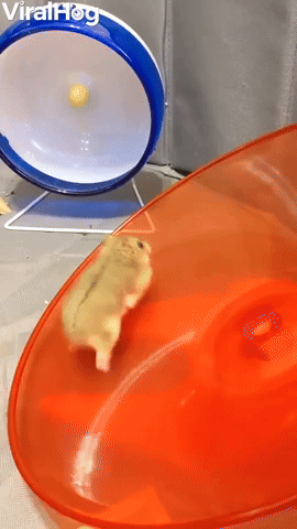 Hamster Loves Running on Her Saucer