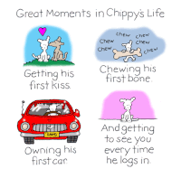 chippythedog chippythedog GIF