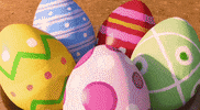 tatprod funny cute easter funny animals GIF