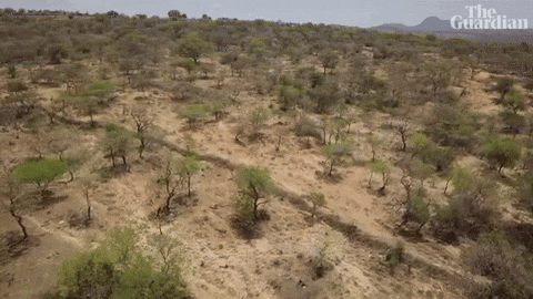 Africa Trees GIF by The Guardian