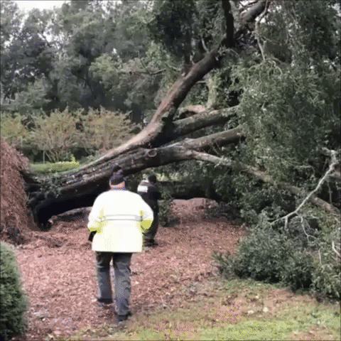 Hurricane Dorian Downs Trees, Cuts Power as Storm Nears Carolinas