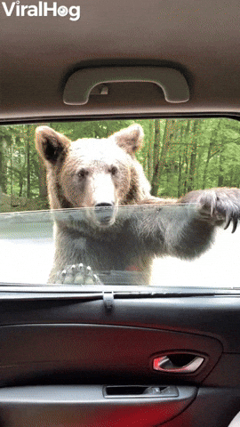Wild Bear Wants a Ride
