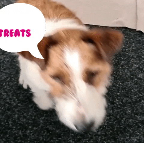 GIF by nina-traut-euch