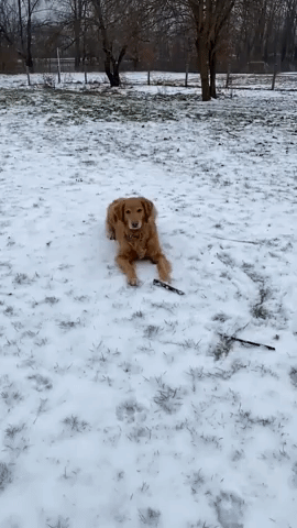 Dog Expertly Catches Snowball