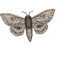 Vintage Butterfly Sticker