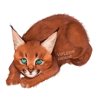 Cat Котенок Sticker by VIPLEO® is the cattery founder of legal caracats.