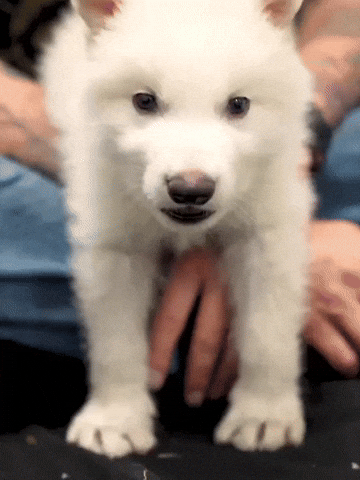 Dire Wolf Yes GIF by Colossal