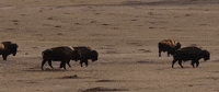 south dakota GIF